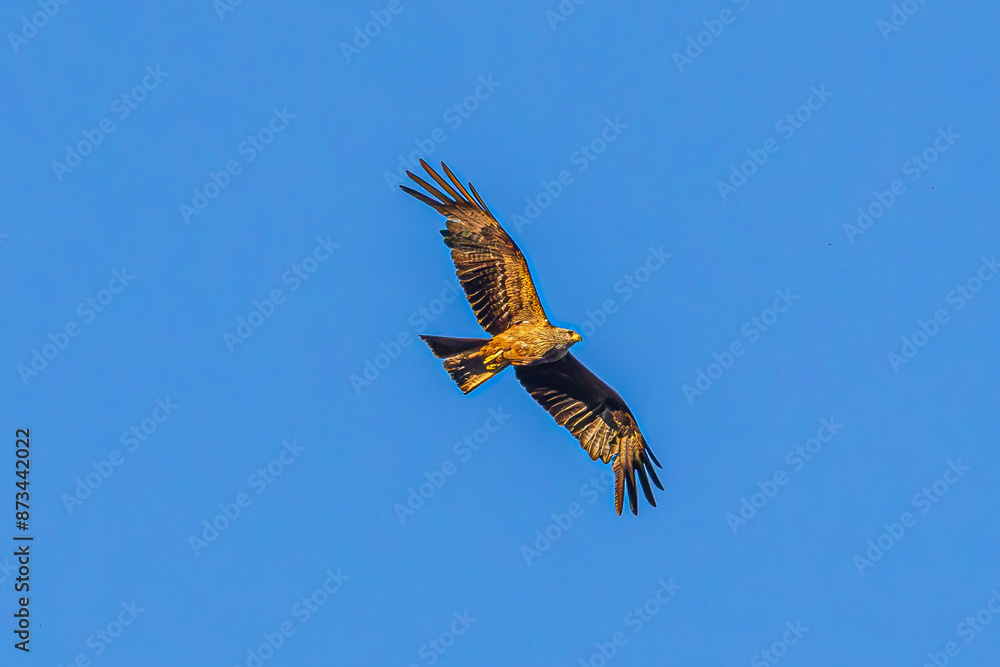 Obraz premium eagle in flight