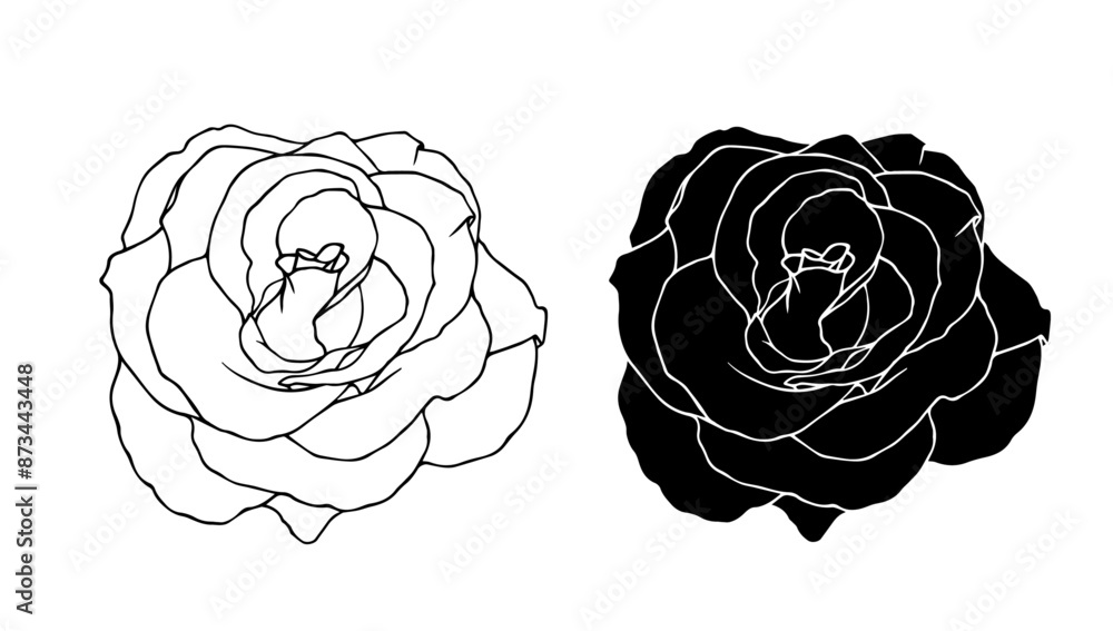Botanical linear sketch, outline, silhouette of rose flowers. Vector graphics. Botanical linear sketch, outline, silhouette of rose flowers. Vector graphics.
