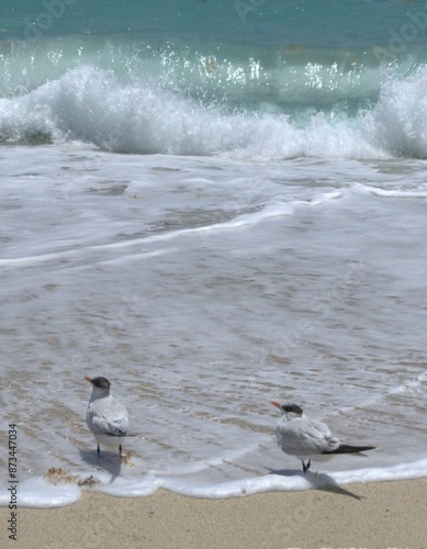 Muchas gaviotas podemos ver en playa norte,buscando alimento o simplemente jugando con el mar.