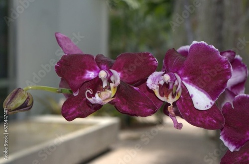 Plantas acuaticas y orquideas abundan en Miami,el clima humedo ayuda mucho a su crecimiento.
 photo