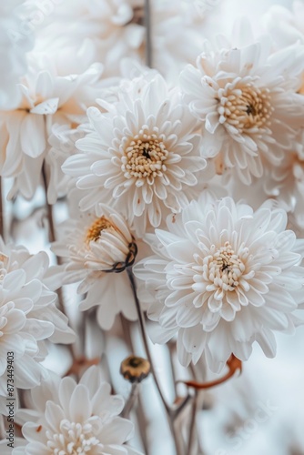 A bouquet of white flowers with yellow centers. The flowers are arranged in a way that they are all facing the same direction © vefimov