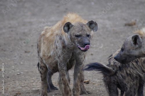 hyena in madikwe photo