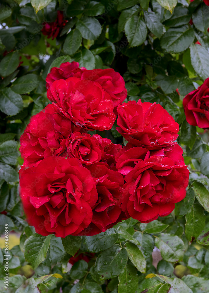 Climbing purpur rose Amadeus. Exquisite varieties of roses in the rose garden Climbing purpur rose Amadeus. Exquisite varieties of roses in the rose garden