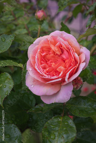 The hybrid tea rose Chippendale. Vertical photo. Close up photo