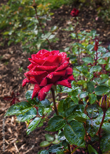 Rosa Commandant Cousteau has large velvety red flowers and a strong aroma photo