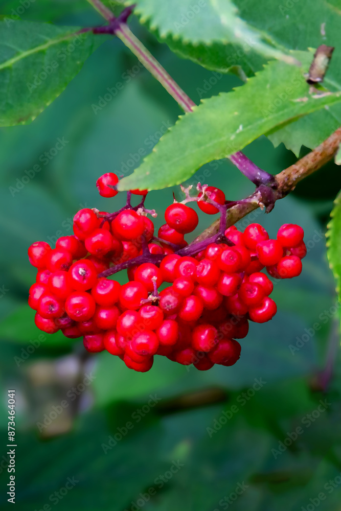 Rowan branch with a bunch of red ripe berries. Rowan branch with a bunch of red ripe berries.