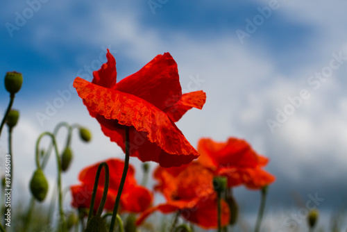 Fototapeta Naklejka Na Ścianę i Meble -  Kwitnące maki 2024