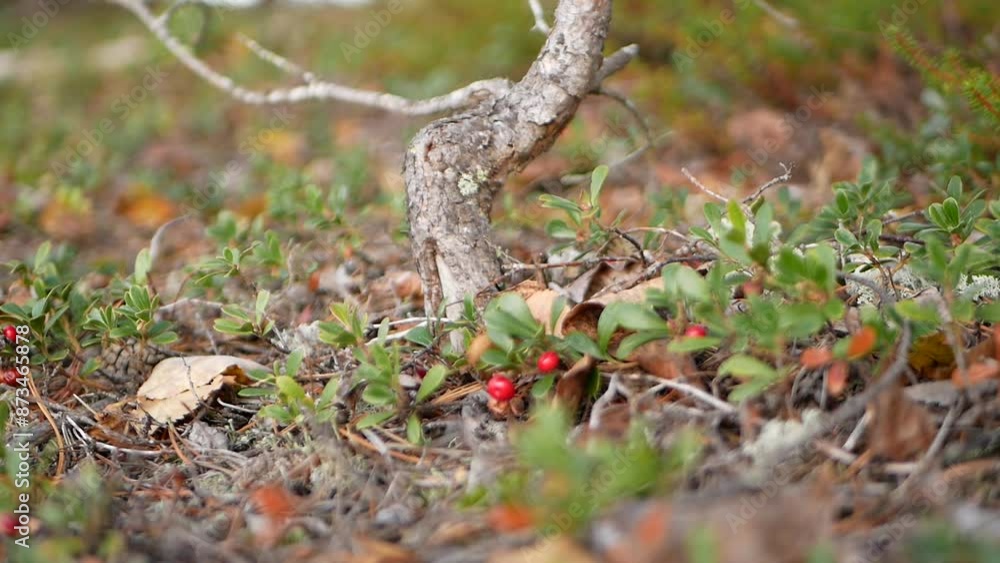 Ripe large lingonberry on the branches of a bush on a cloudy autumn day. Healthy vegetarian food with a high content of vitamins and trace elements. Ripe large lingonberry on the branches of a bush on a cloudy autumn day. Healthy vegetarian food with a high content of vitamins and trace elements.