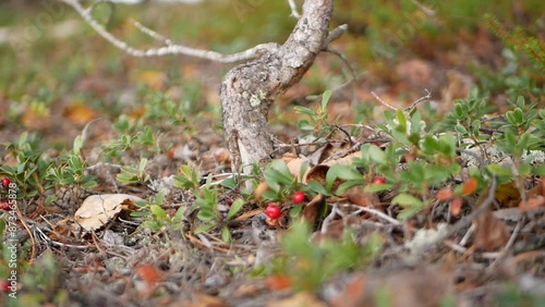 Ripe large lingonberry on the branches of a bush on a cloudy autumn day. Healthy vegetarian food with a high content of vitamins and trace elements.