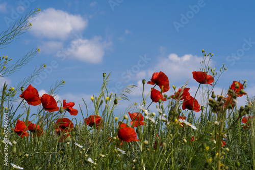 Fototapeta Naklejka Na Ścianę i Meble -  Kwitnące maki 2024