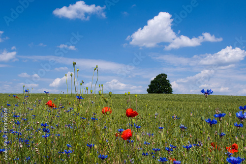 Fototapeta Naklejka Na Ścianę i Meble -  Warmińskie pole z makiem 2024