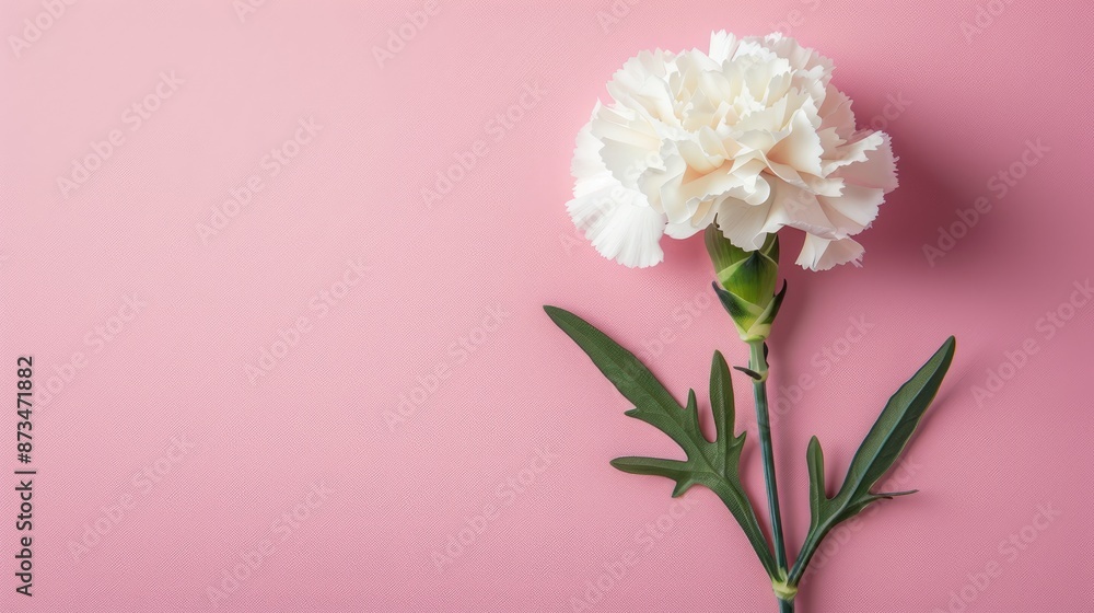 White carnation flower on pink background with copy space White carnation flower on pink background with copy space