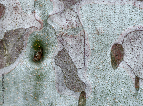 木肌　自然の模様