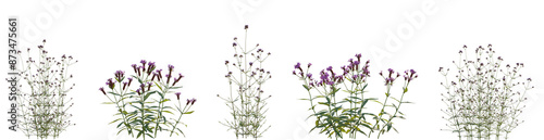 Set of Verbena bonariensis and Verbena rigida flowering frontal isolated png on a transparent background perfectly cutout