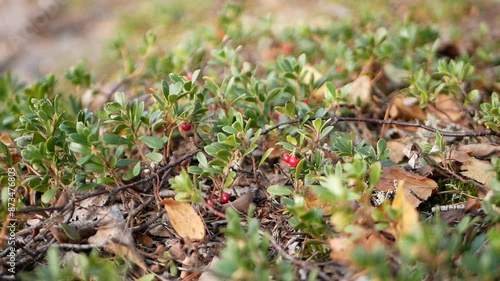 Ripe large lingonberry on the branches of a bush on a cloudy autumn day. Healthy vegetarian food with a high content of vitamins and trace elements.