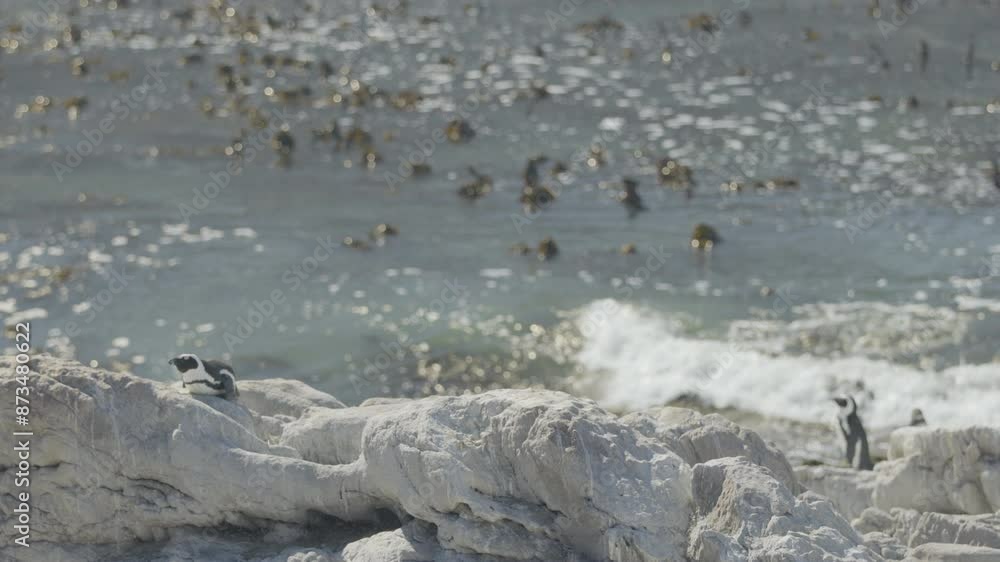 Wide Shot African Penguins on Rock with Shallow Focus Seaweed Filled Water in Background Wide Shot African Penguins on Rock with Shallow Focus Seaweed Filled Water in Background