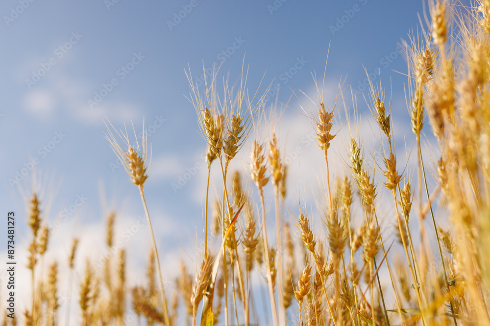 field of ripe wheat against blue sky, concept of growing cereal crops, harvest season, Grain deal field of ripe wheat against blue sky, concept of growing cereal crops, harvest season, Grain deal