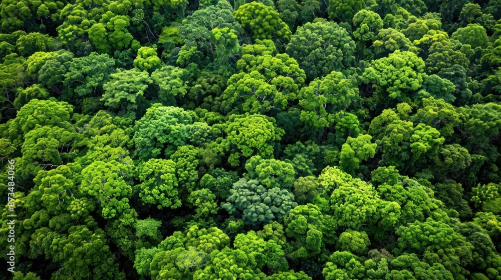 Aerial View of Lush Rainforest Canopy Aerial View of Lush Rainforest Canopy