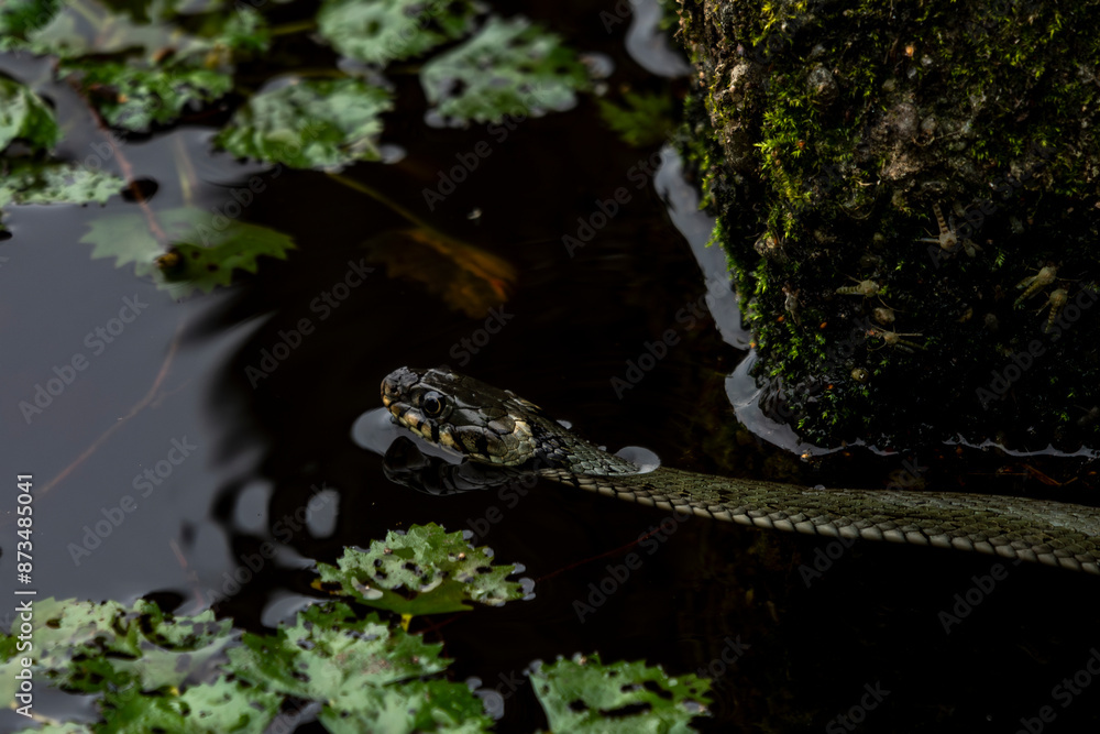 wąż snake w wodzie stawie płynie rośliny wodne