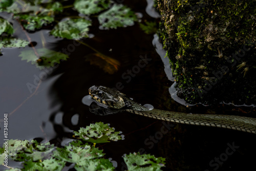 Obraz na płótnie wąż snake w wodzie stawie płynie rośliny wodne w salonie