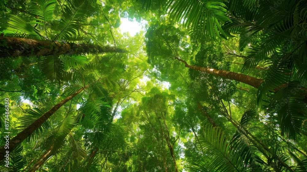 Obraz premium Sunlight Through a Lush Canopy