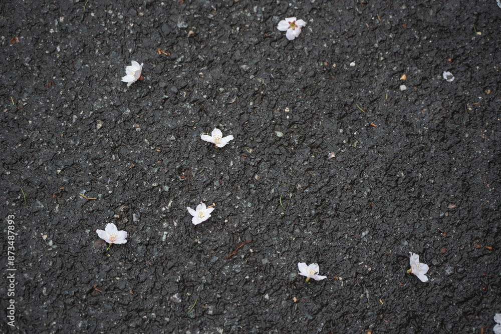 Fototapeta premium flower on road