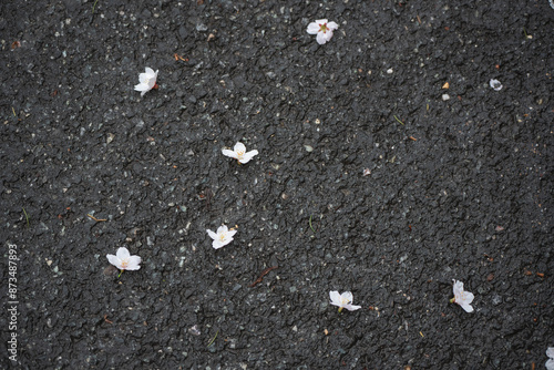 flower on road