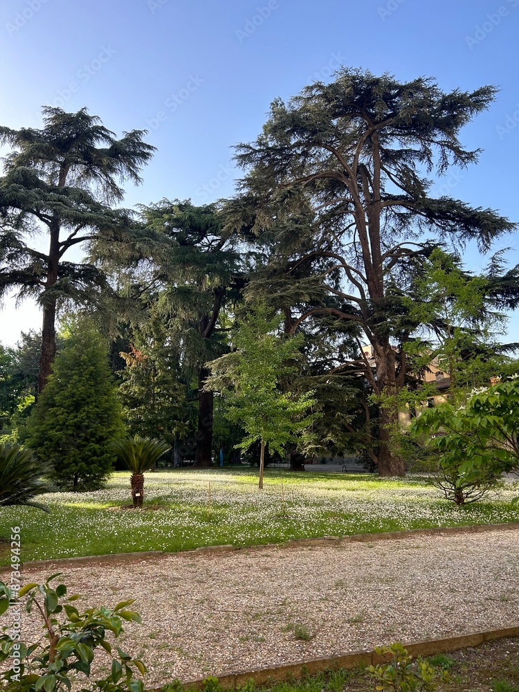 Fototapeta premium walking in the park