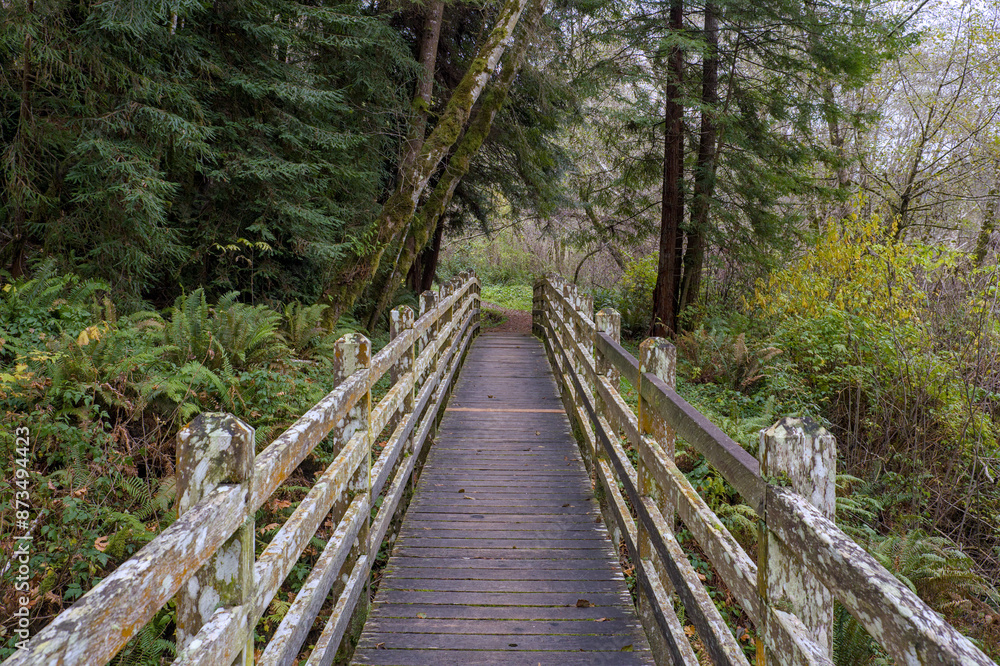 Wooden bridge in the forest Wooden bridge in the forest