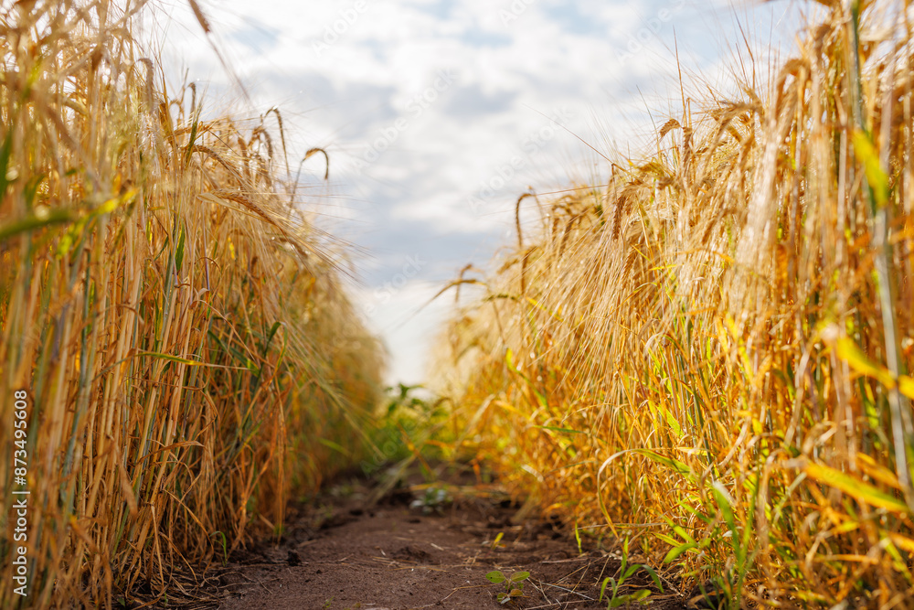 Fototapeta premium field of ripe wheat against blue sky, concept of growing cereal crops, harvest season, Grain deal