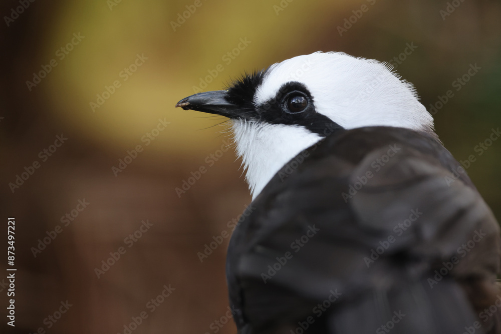 Sumatran laughingthrush (Garrulax bicolor) bird in forest