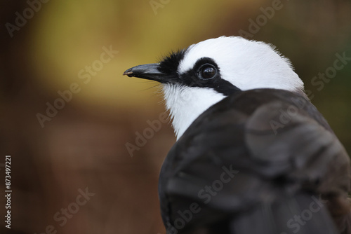 Obraz na płótnie Sumatran laughingthrush (Garrulax bicolor) bird in forest w salonie