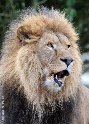 Lion (Panthera Leo) close up view