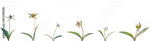 Set of frontal Erythronium albidum and Erythronium americanum flowering isolated png on a transparent background perfectly cutout high resolution photo