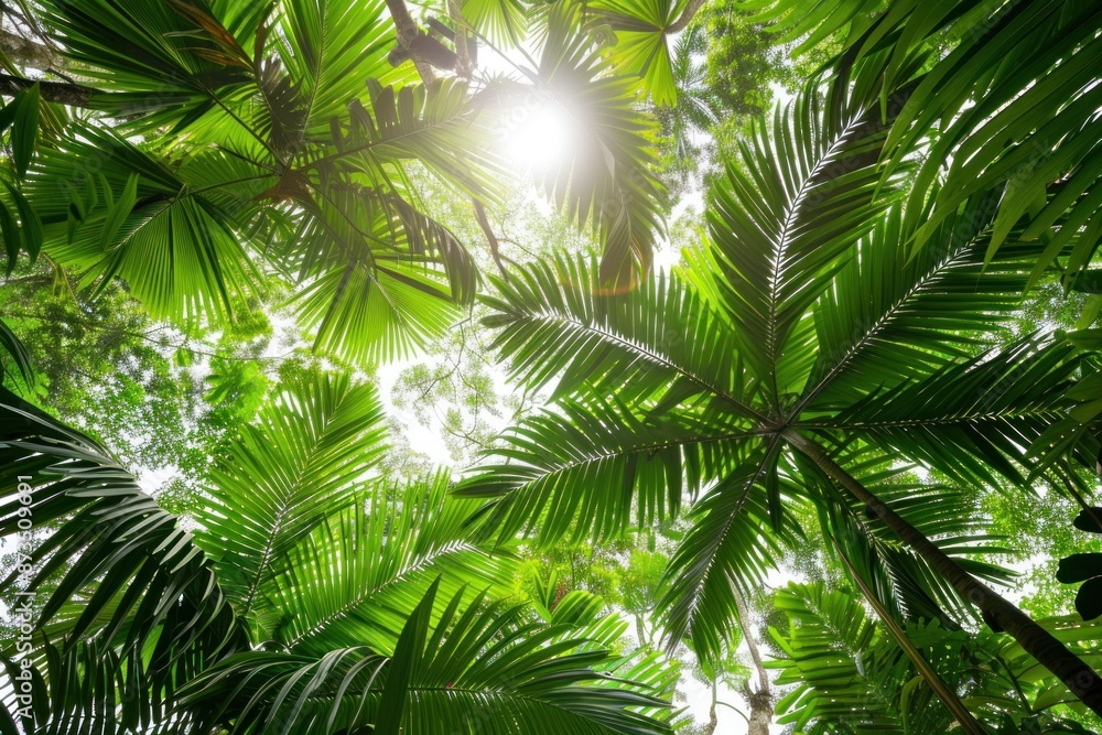 Naklejka premium Sunlight Through Tropical Palm Fronds