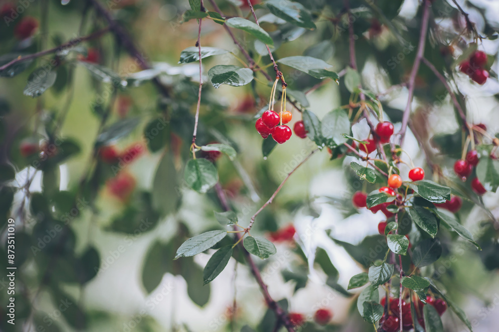 Colorful red cherries between branches and leaves of the tree, wet with tiny water drops. Colorful red cherries between branches and leaves of the tree, wet with tiny water drops.