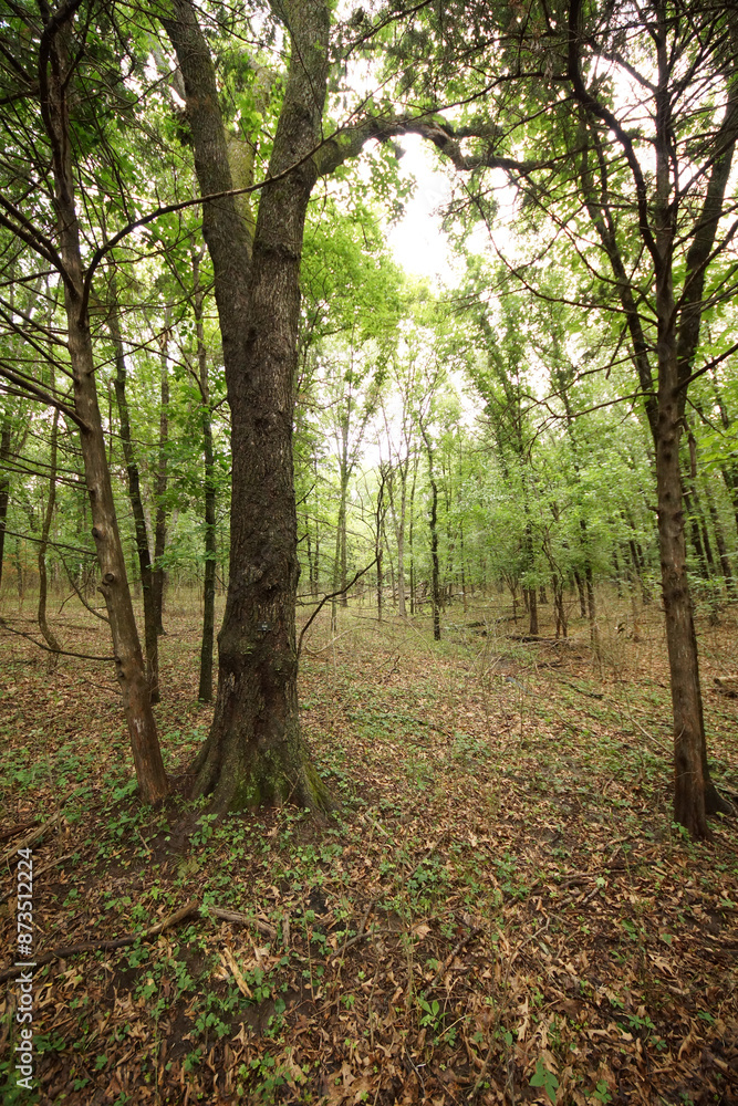 deep woods vertical deep woods vertical