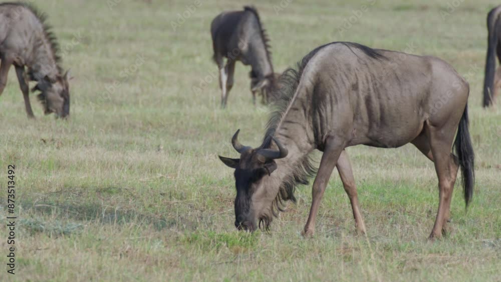 Wildebeest Close Up Slow Motion Walking and Grazing Grass Wildebeest Close Up Slow Motion Walking and Grazing Grass