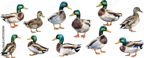 duckling watercolor clipart