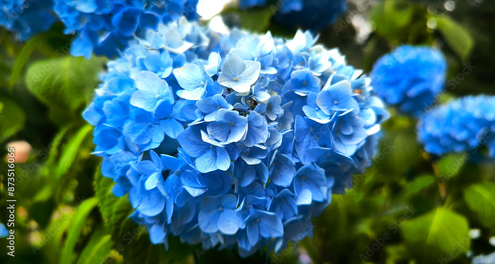Colourful Hydrangea macrophylla banner Blossom near house wall. Colorful hydrangeas in garden, close up. Purple blue pink hortensia blooms. Endless summer Hydrangea flowers. Colourful Hydrangea macrophylla banner Blossom near house wall. Colorful hydrangeas in garden, close up. Purple blue pink hortensia blooms. Endless summer Hydrangea flowers.