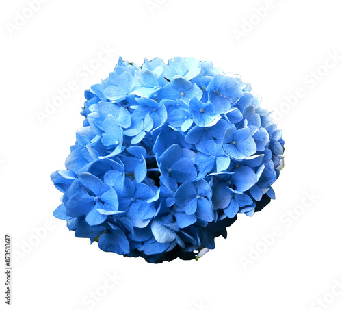Colourful Hydrangea macrophylla isolated Blossom near house wall. Colorful hydrangeas in garden, close up. Purple blue pink hortensia blooms. Botanical photo on white