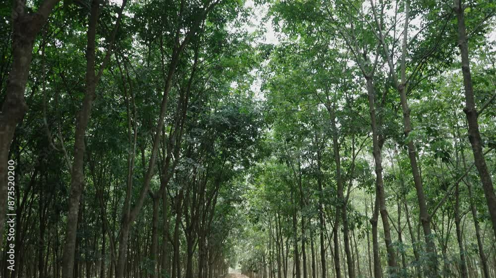 panoramic of a rubber tree forest with the road full of garbage in vietnam panoramic of a rubber tree forest with the road full of garbage in vietnam