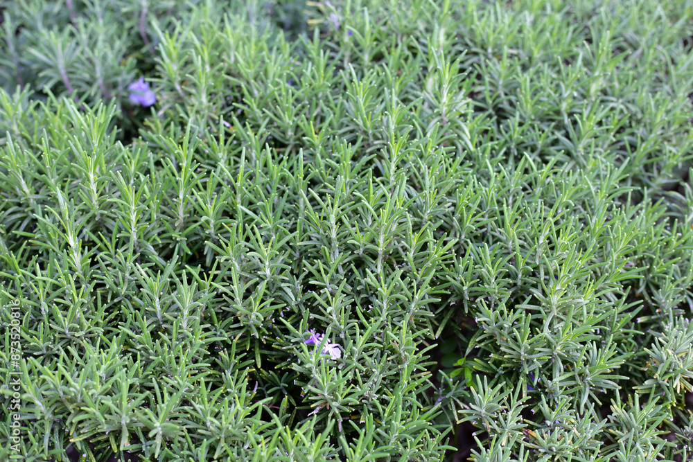 Rosemary plant, Fresh herb in the garden Rosemary plant, Fresh herb in the garden