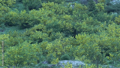  Laburnum anagyroides maggiociondolo  photo