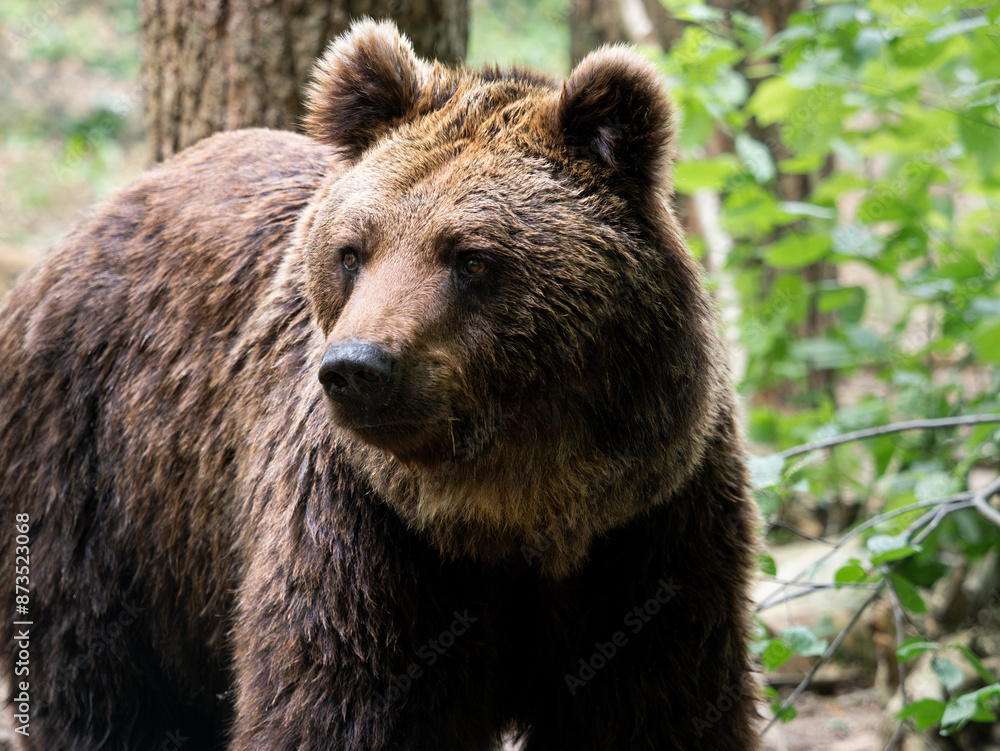 Fototapeta premium Brown bear looking to the side. Beautiful wild Ursus arctos in the forest. Male animal with soft fur and cute eyes very close. Head of the mammal with raised ears.