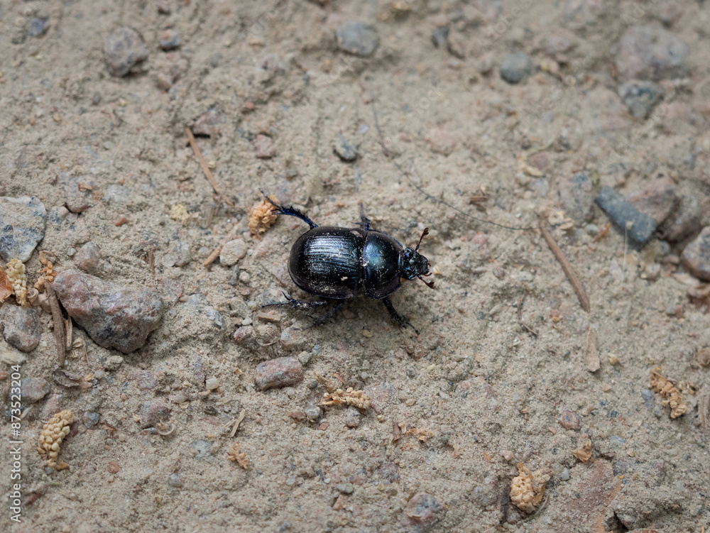 Anoplotrupes stercorosus or dung beetle on the ground in a mixed forest in Germany. The big black insect is part of the wild environment in the woodlands. Anoplotrupes stercorosus or dung beetle on the ground in a mixed forest in Germany. The big black insect is part of the wild environment in the woodlands.