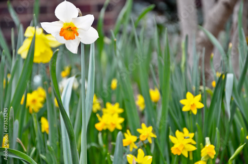 daffodils in spring