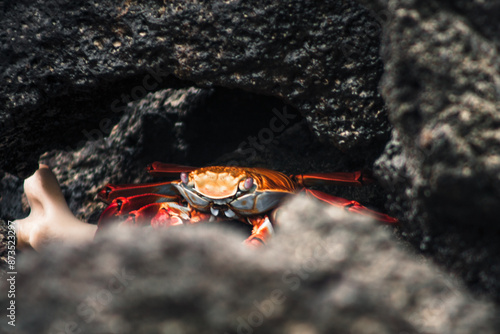 Vibrant Sally Lightfoot Crab in Galapagos Hideaway photo