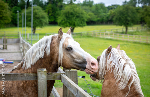Quadro em tela Two Welsh cob stallions playing together, Image shows a section D and section C