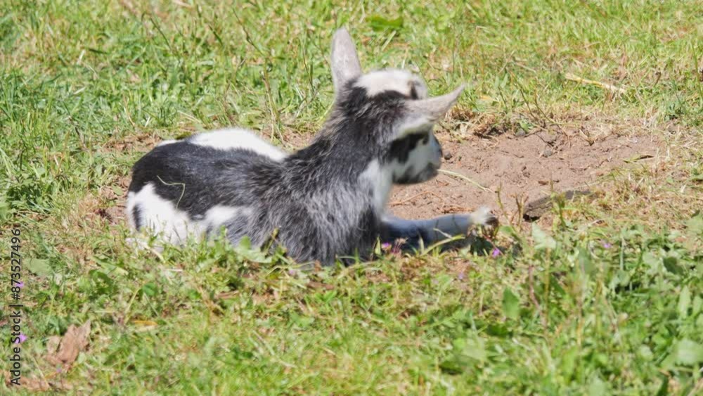 Playful goat kids frolic in the pen outside the stable. They munch on grass, butt heads, and nurse from their mom. The area is enclosed by a wooden fence. Joyful goats in the sun. Playful goat kids frolic in the pen outside the stable. They munch on grass, butt heads, and nurse from their mom. The area is enclosed by a wooden fence. Joyful goats in the sun.